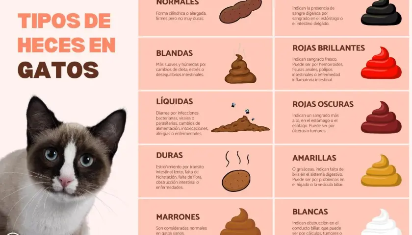 Un gato con ojos azules mira la cámara. La imagen muestra los tipos de heces en gatos, incluyendo heces líquidas que indican que mi gato tiene diarrea.