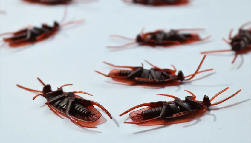 Sztuczne insekty domowe, przypominające karaluchy, leżą na białym tle.