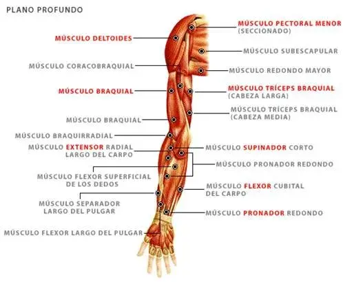 Todo sobre el músculo supinador: anatomía, función y lesiones comunes