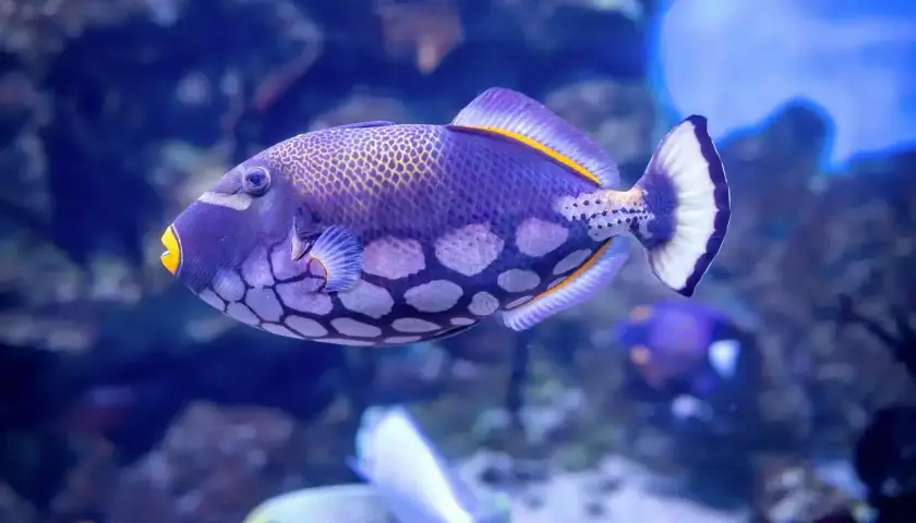 Un pez ballesta morado con manchas blancas y amarillas nada en un acuario azul.
