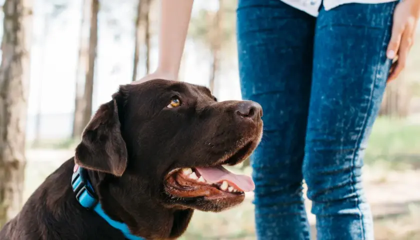 Un perro chocolate con collar azul recibe caricias en la cabeza. Aprender como educar a un perro es clave para una buena convivencia.