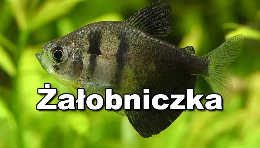 Ile rybek do akwarium 30l? Sprawdź, jakie gatunki wybrać dla początkujących
