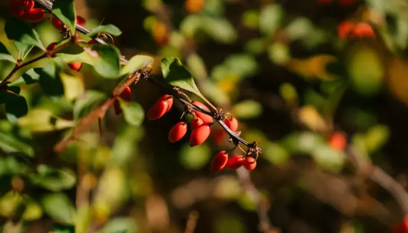 Rote Beeren am Zweig, die an die berberin wirkung erinnern.