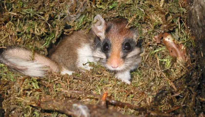 Ein Bilch mit buschigem Schwanz und großen Augen lugt neugierig aus seinem Moosnest. Was sind Bilche? Kleine, nachtaktive Säugetiere.