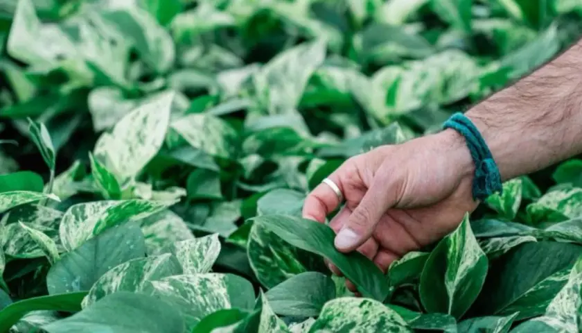 Mano che accarezza le foglie variegate di una pothos pianta, un verde lussureggiante che riempie l'inquadratura.