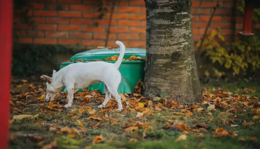 Perro blanco olfateando entre hojas secas. Quizás investiga porque los perros se comen la caca, un misterio canino.