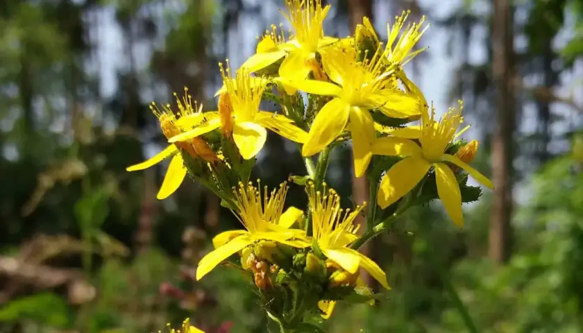 Ein Strauß leuchtend gelber Blüten, die dem Johanniskraut (botanischer Name: Hypericum perforatum) ähneln, blüht im Sonnenlicht.
