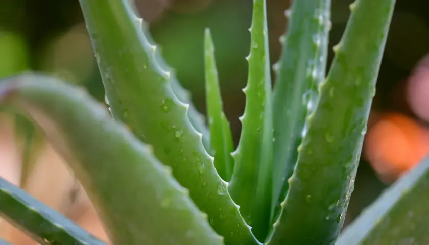 Zielone, soczyste liście aloesu z drobnymi kolcami po bokach. Woda na liściach sugeruje, jak rozpoznać aloes leczniczy po jego świeżości.