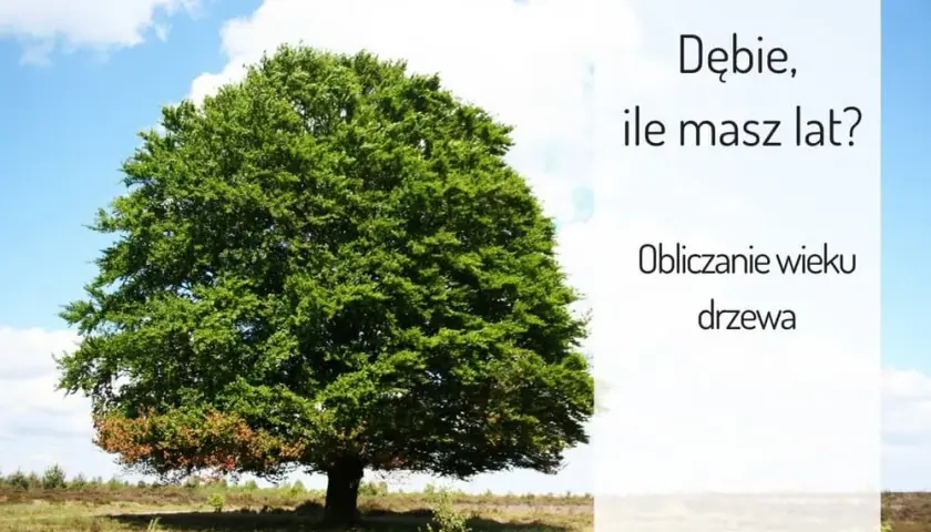 Od ilu lat dąb uznawany jest za wiekowy - poznaj cechy starych dębów