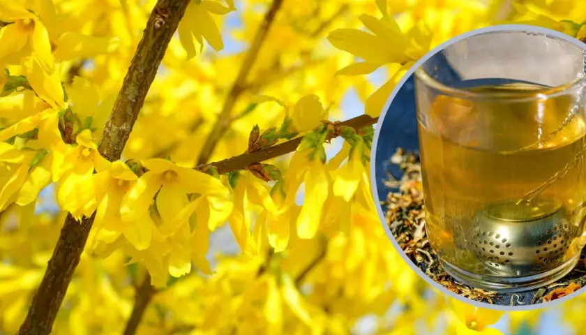 Gdzie kupić herbatę z forsycji: 5 najlepszych sklepów z naturalnymi ziołami