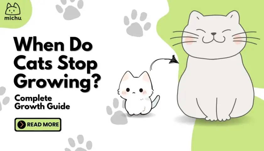 Learn when do cats stop growing with this complete guide. Features a cute kitten and a larger cat.