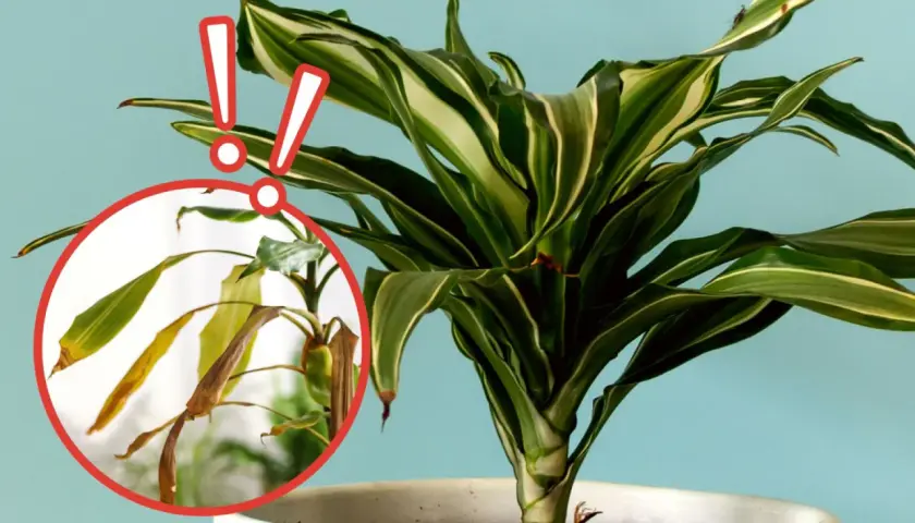 Dracena z żółknącymi liśćmi. Czy to problem z podlewaniem? Czerwone wykrzykniki wskazują na problem.