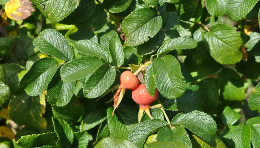 Zwei Hagebutten an einem Strauch. Viele Tiere, welche tiere fressen hagebutten, finden hier im Herbst eine wichtige Nahrungsquelle.