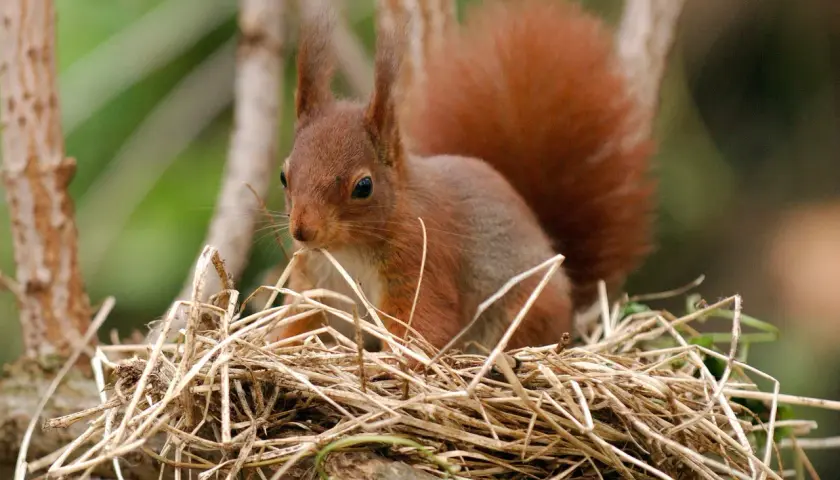 Ein Eichhörnchen sitzt in seinem Kobel, einem Nest aus Zweigen und Gras.