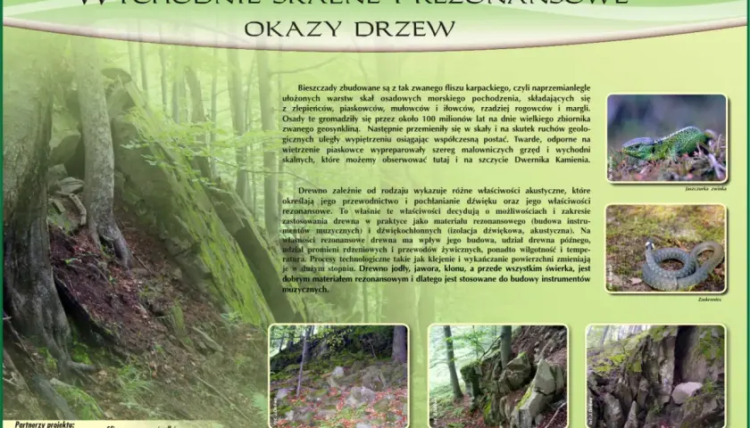 Ekomuzeum w krainie Bojków: skalne okazy drzew i ich akustyczne właściwości. Jaszczurka i zaskroniec w naturalnym środowisku.
