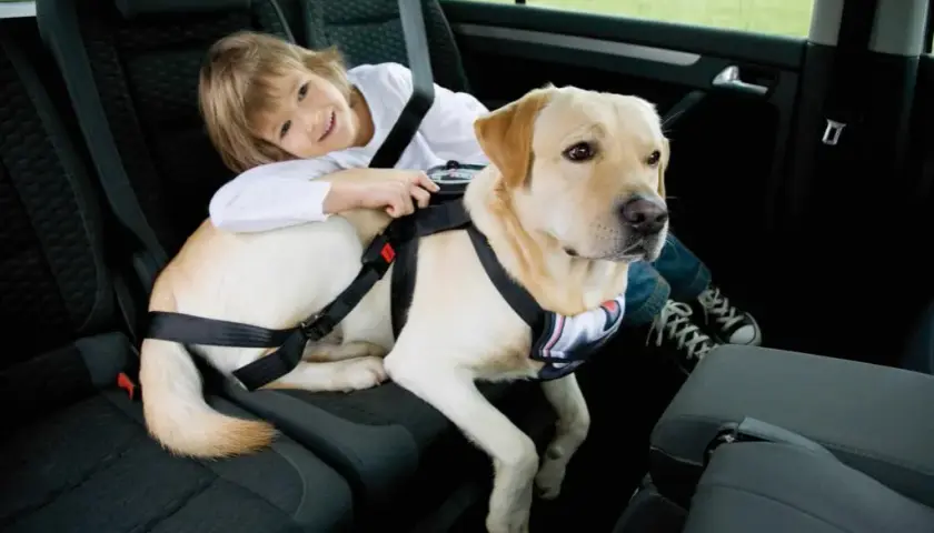 Sicherheitsgurt Hunde: So schützen Sie Ihren Vierbeiner im Auto