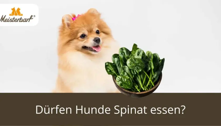 Ein Pomeranian-Hund schaut neugierig auf eine Schüssel frischen Spinat. Die Frage "Dürfen Hunde Spinat essen?" wird gestellt.