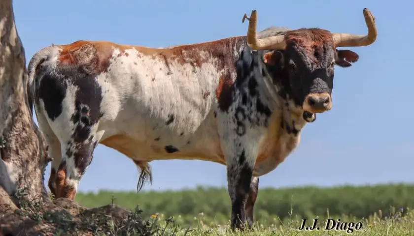 Toro de lidia con manchas marrones y negras, pastando en un campo verde. La ganadería Sobral se enorgullece de sus ejemplares.