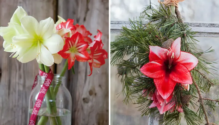Vänster: snitt amaryllis i vitt och rött i en glasflaska med "God Jul"-band. Höger: snitt amaryllis i rött och vitt med granris.