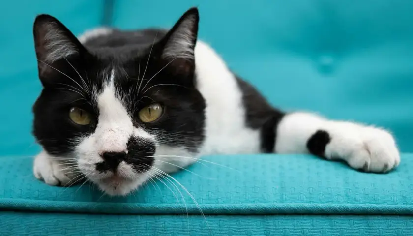 A striking white cat with bold black spots lounges on a turquoise couch, its green eyes gazing intently.