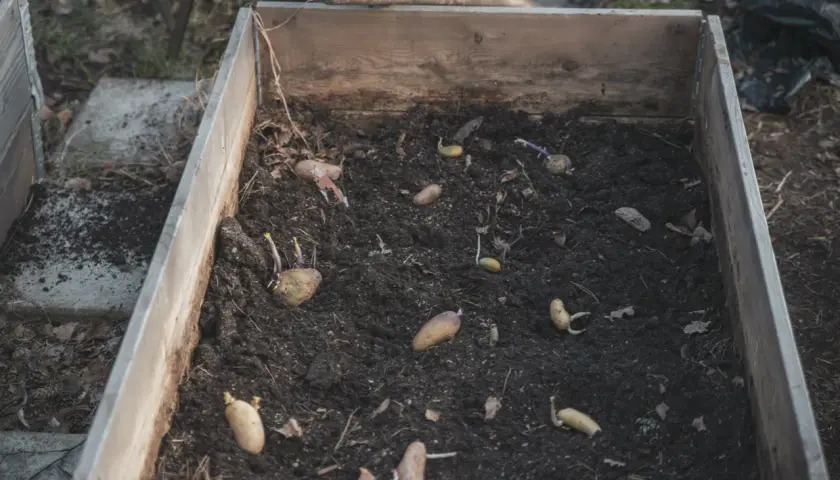 Potatis har planterats i en pallkrage och små skott börjar synas. Snart är det dags att odla potatis i pallkrage!