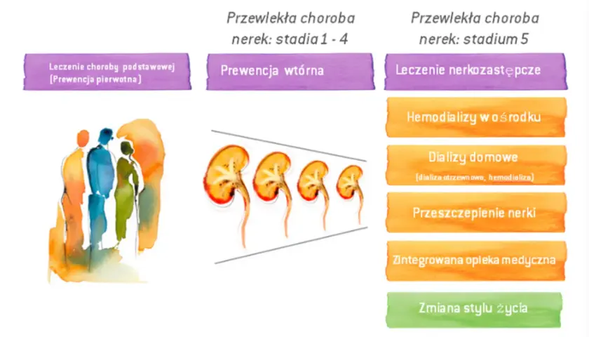 Czy po przeszczepie nerki należy się renta? Sprawdź ważne informacje