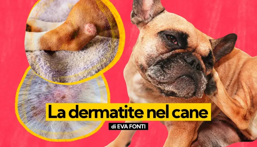 Primo piano di un cane che si gratta, con immagini ravvicinate di lesioni cutanee che indicano dermatite nel cane da pulci.
