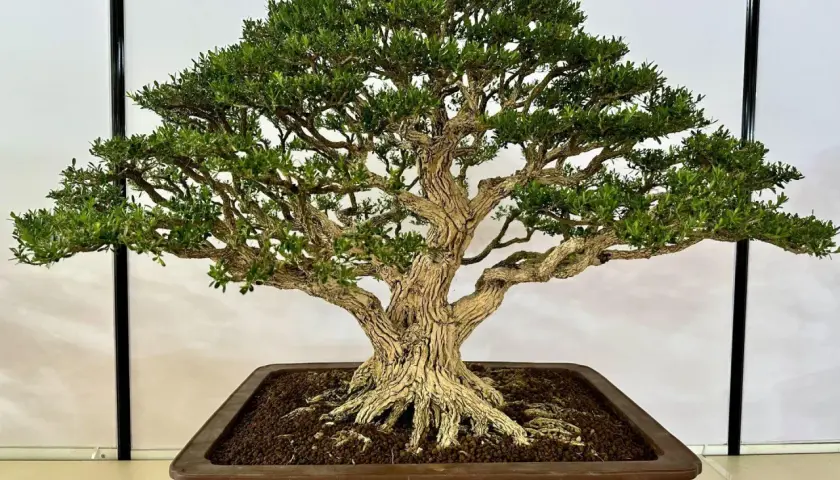 Piękny, starannie uformowany bonsai z grubym pniem i gęstą koroną. Idealny przykład, kiedy przycinać bonsai, by zachować jego formę.