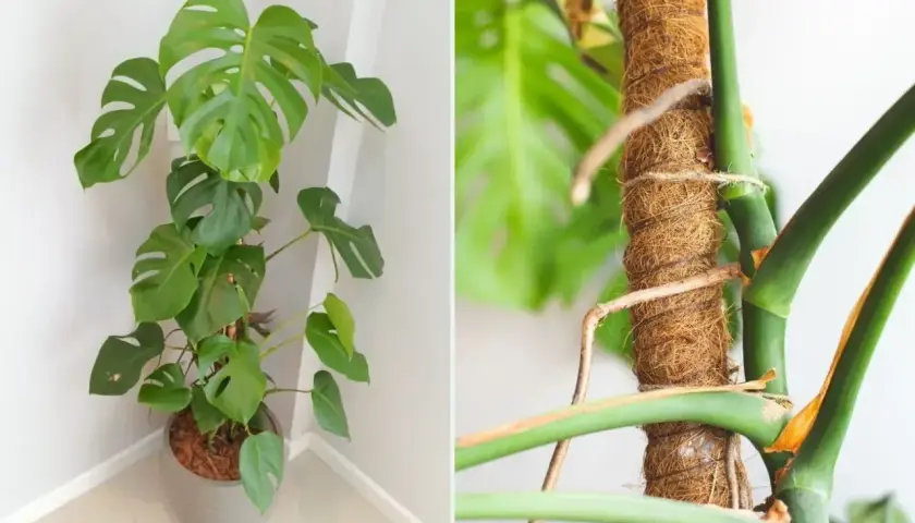 Monstera w donicy i jej korzenie powietrzne owinięte wokół palika. Czy można obciąć korzenie monstery?
