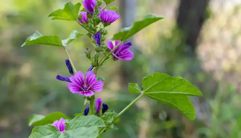 Malva selvatica: attenzione, non è tra le piante velenose. Riconoscila dai suoi fiori viola e foglie lobate.