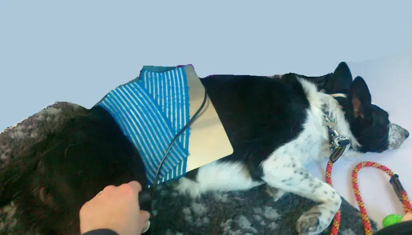Un cane nero e bianco con un dispositivo blu sul dorso, forse per un problema al ginocchio. Una mano accarezza il suo pelo.