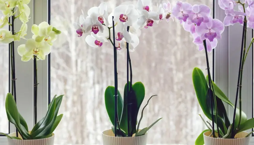 Drei blühende Orchideen in Weiß, Rosa und Gelb auf einem Fensterbrett. Die Pflanzen zeigen, wie gut die Orchideen Pflege gelingt.