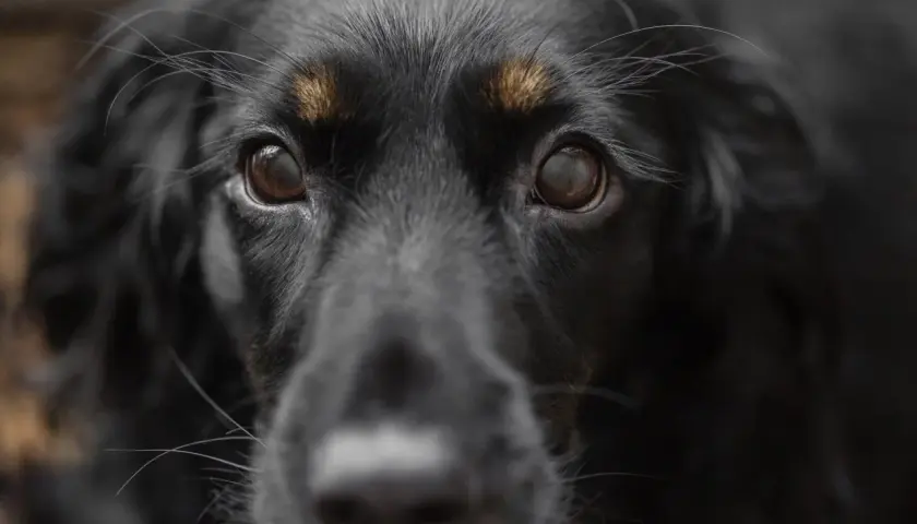 Occhi di un cane nero, con un'espressione che potrebbe suggerire paura dei cani.