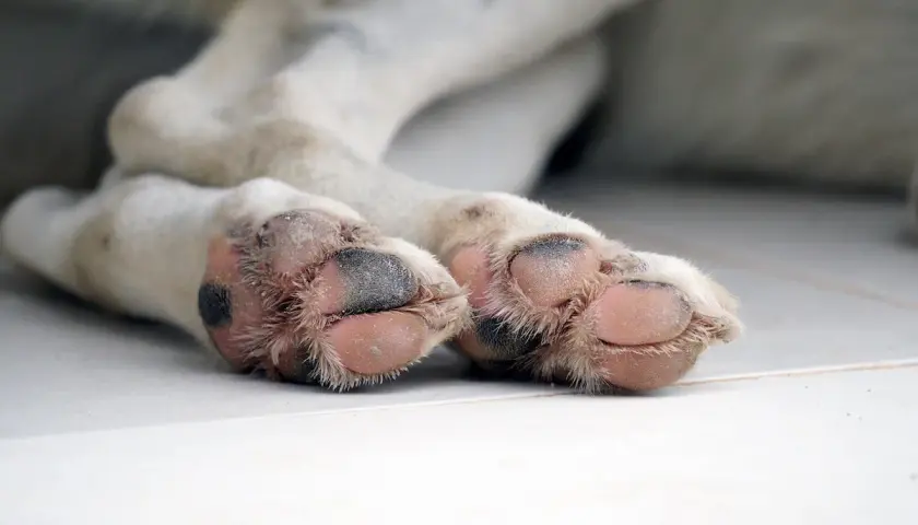 Zampe di un cane con cuscinetti rosa e pelo morbido, pronte per una passeggiata.