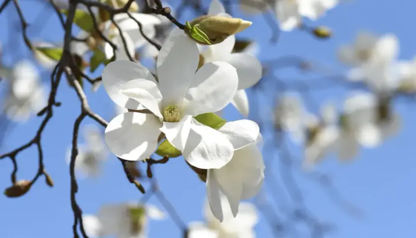 Delikatne, białe kwiaty magnolii rozkwitają na tle błękitnego nieba. Wiosna w pełni, kiedy kwitnie magnolia, przynosi piękno i nadzieję.