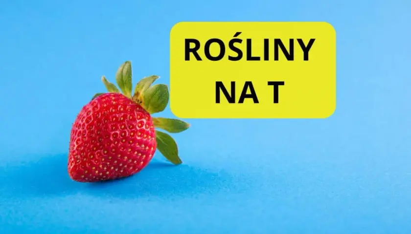 Czerwona truskawka obok żółtego prostokąta z napisem "ROŚLINY NA T".