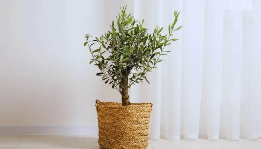 Un petit arbre olivier, symbole de paix, dans un panier en osier tressé, se dresse près d'un rideau blanc.