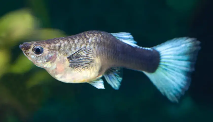 Samica gupika z widocznym ciążowym brzuszkiem. Czas, ile trwa poród gupika, zależy od wielu czynników, ale zazwyczaj jest to kilka godzin.
