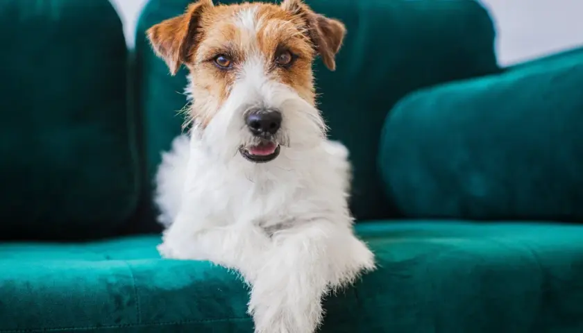 Uroczy piesek rasy Jack Russell Terrier leży na turkusowej kanapie. Jego sierść jest biało-brązowa, a oczy wesołe.