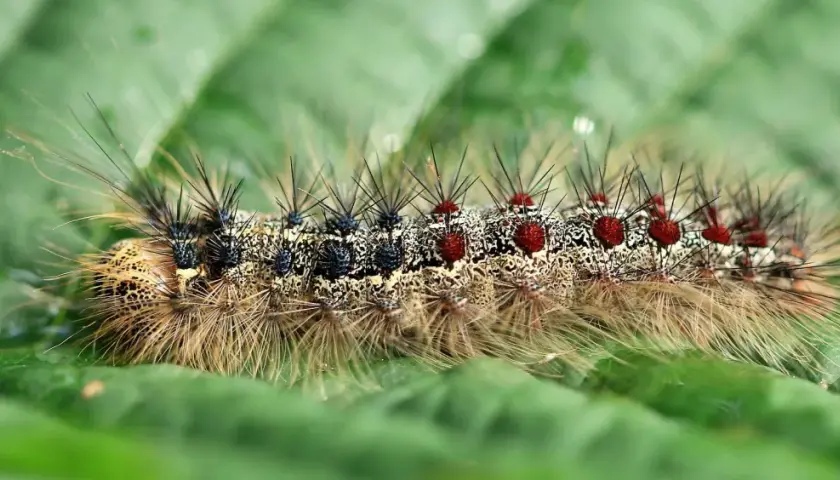 Eine haarige schwammspinner raupe mit roten Punkten und schwarzen Stacheln kriecht auf einem grünen Blatt.
