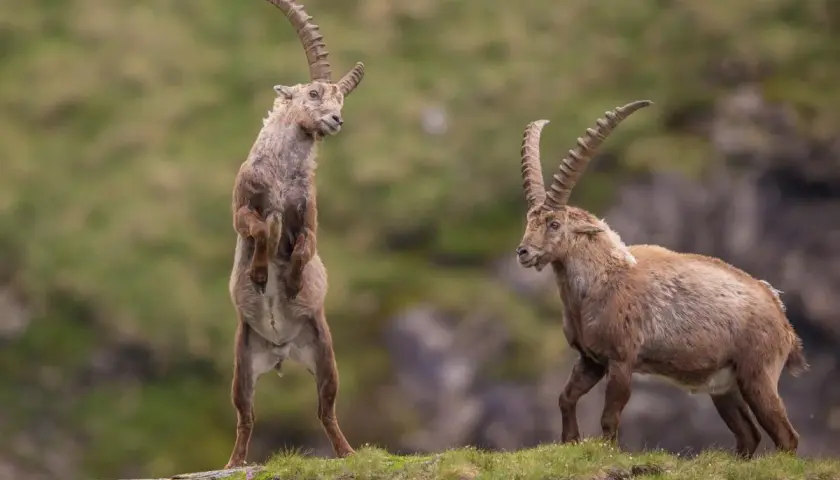Zwei Steinbock-Tiere auf einer Bergwiese. Eines steht aufrecht, das andere geht.