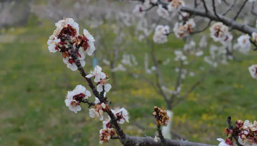 Fleurs d'abricotier en gros plan, certaines atteintes par la moniliose, sur fond flou d'un verger.