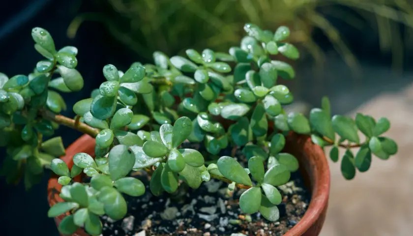Plante succulente aux feuilles charnues et brillantes, en pot de terre cuite. Idéal pour une fiche entretien plantes d'intérieur.