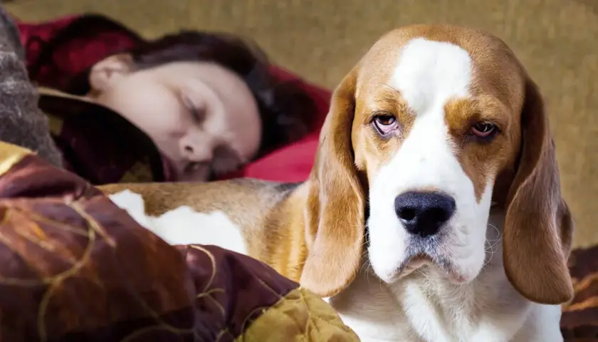 Un beagle duerme pegado a su dueña, demostrando el amor incondicional que explica porque mi perro duerme pegado a mi.