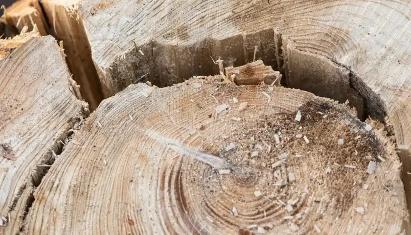 Dettaglio di un ceppo d'albero appena tagliato, con segatura sparsa e profonde crepe nel legno. L'operazione per togliere il ceppo d'albero è completa.