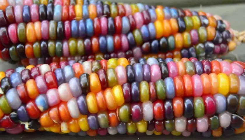 Deux épis de maïs aux couleurs vives, rappelant l'origine de cette plante. Chaque grain est une petite œuvre d'art naturelle.