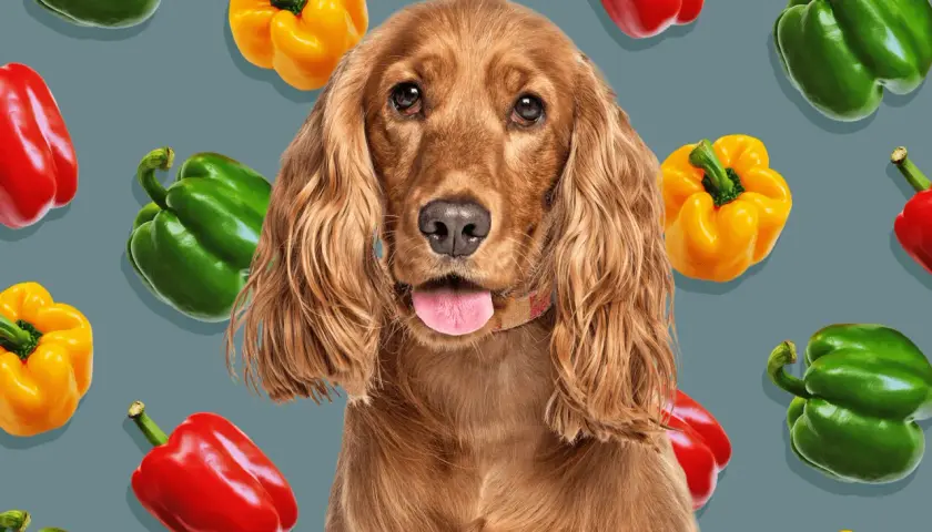 A cute dog looks at the camera surrounded by colorful bell peppers. Can dogs eat green peppers? This image suggests they might be a healthy snack!