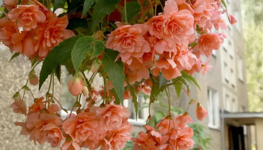 Urocza begonia kaskadowa w odcieniach brzoskwini, zwisająca z donicy na tle budynku.