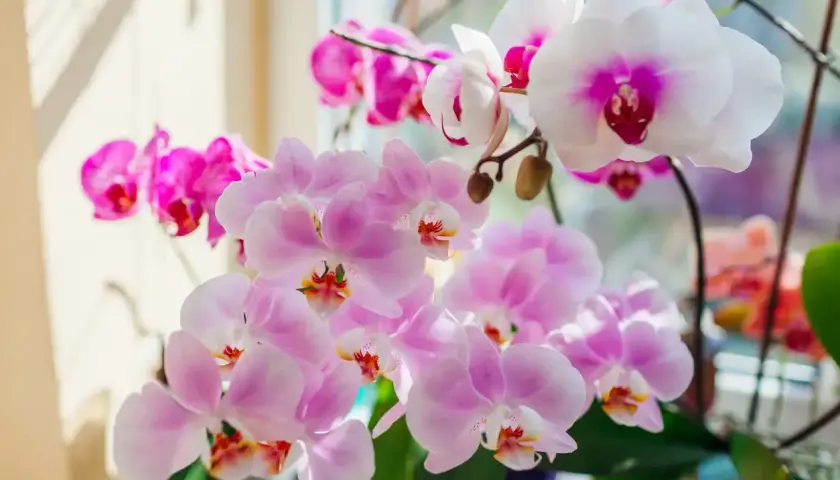 Des orchidées roses et blanches épanouies, comme si on allait les mettre orchidée dans le noir pour les admirer.