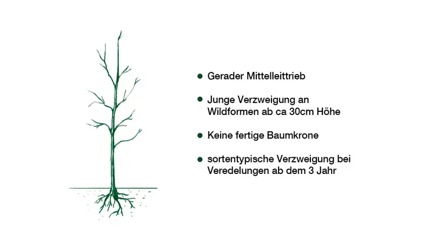 Illustration eines jungen Baumes mit Wurzeln, der für das Walnussbaum schneiden vorbereitet wird. Er hat einen geraden Mitteltrieb und junge Verzweigungen.